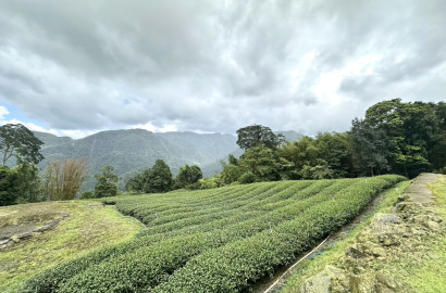 獨家專任｜南投4.5甲夢幻茶園+合法農舍｜現況種植穩定收入