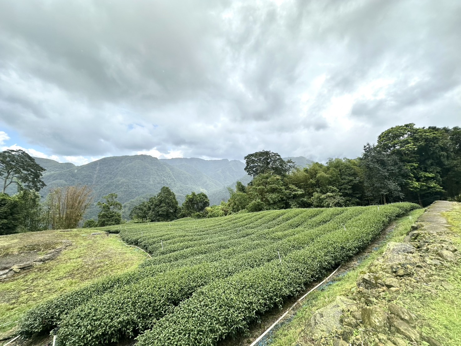 獨家專任｜南投4.5甲夢幻茶園+合法農舍｜現況種植穩定收入
