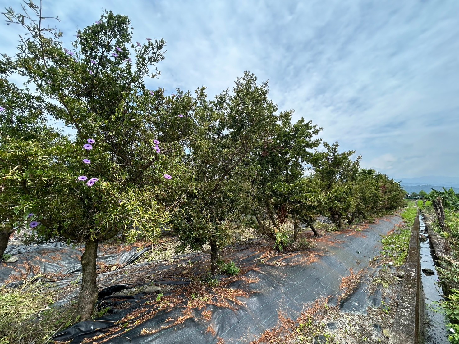 永慶許書豪★三星綠野仙蹤渡假屋